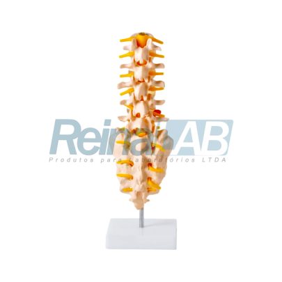 coluna-vertebral-lombar-1