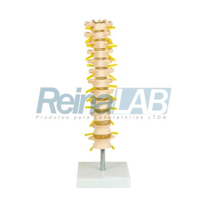 coluna-vertebral-torácica-1