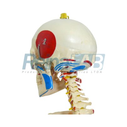 esqueleto-168-cm-com-ligamentos-e-inserções-musculares-com-suporte-e-base-com-rodas