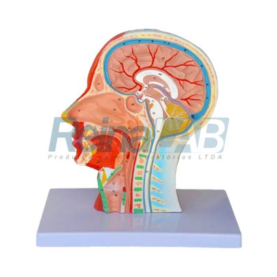 metade-da-cabeça-com-musculatura-em-corte-mediano-1