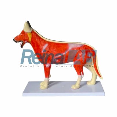 anatomia-do-cachorro-1