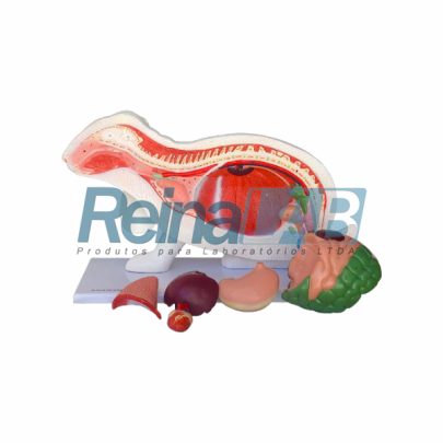 anatomia-do-coelho-1