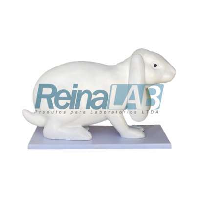 Modelo De Anatomia Do Coelho Reinalab