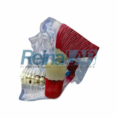 modelo-de-articulacao-temporo-mandibular-transparente