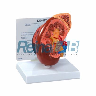 modelo-de-rim-supra-renal