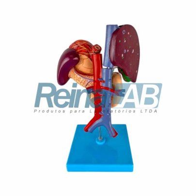 modelo-de-estomago-figado-vesicula-biliar-pancreas-e-duodeno (1)