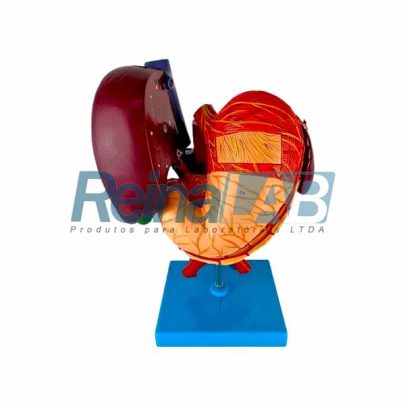 Modelo de Estômago/ Fígado/ Vesícula Biliar/ Pâncreas e Duodeno