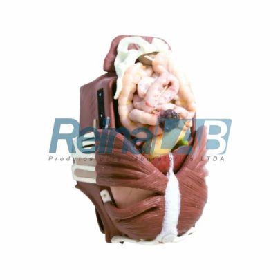 simulador-para-treinamento-de-habilidade-em-cirurgias-toracica-e-abdominal (1)