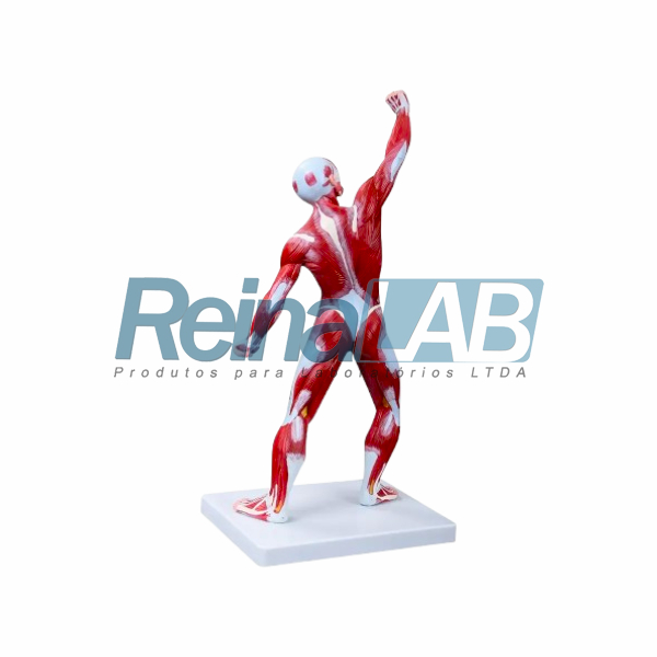 Figura Muscular 1/3 do Tamanho Natural Masculino - Tam. 50cm. - Imagem 2