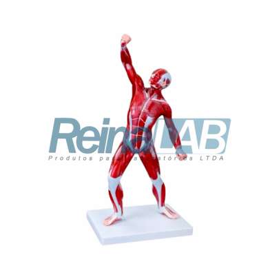 Figura Muscular 1/3 do Tamanho Natural Masculino - Tam. 50cm.