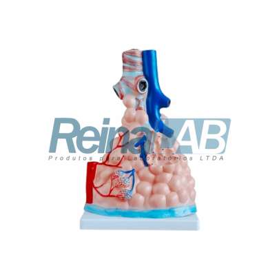 Modelo de Alvéolos Pulmonares Ampliado