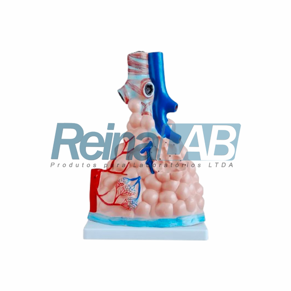 Modelo de Alvéolos Pulmonares Ampliado
