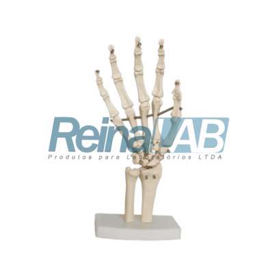 Modelo de Articulação da Mao em Plástico PVC com Base - Tam. Real