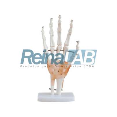 Modelo de Articulação da Mão em Plástico PVC com Base e Ligamentos Flexíveis - Tam. Real