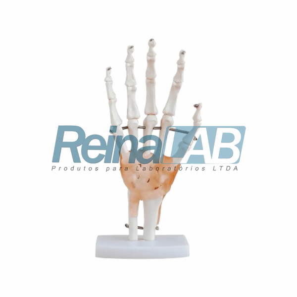 Modelo de Articulação da Mão em Plástico PVC com Base e Ligamentos Flexíveis - Tam. Real
