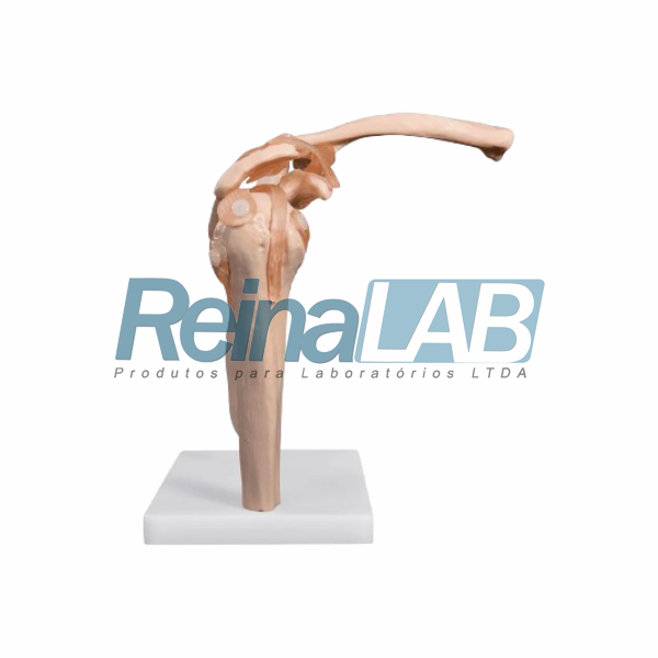 Modelo de Articulação do Cotovelo em Plástico PVC com Ligamentos Flexíveis - Tam. Real - Imagem 2