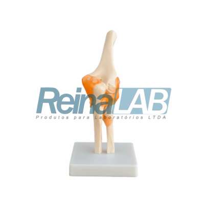 Modelo de Articulação do Cotovelo em Plástico PVC com Ligamentos Flexíveis - Tam. Real