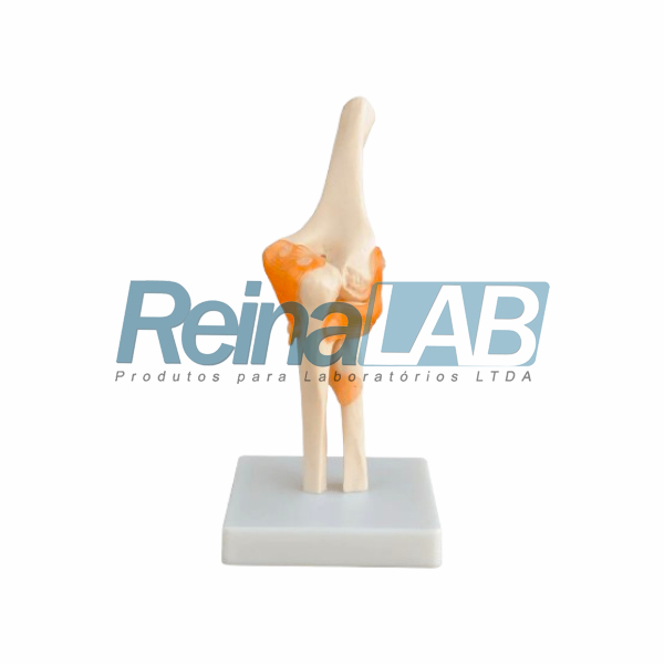 Modelo de Articulação do Cotovelo em Plástico PVC com Ligamentos Flexíveis - Tam. Real