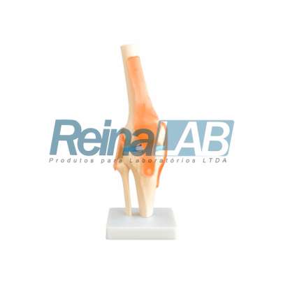 Modelo de Articulação do Joelho em Plástico PVC com Ligamentos Flexíveis - Tam. Real