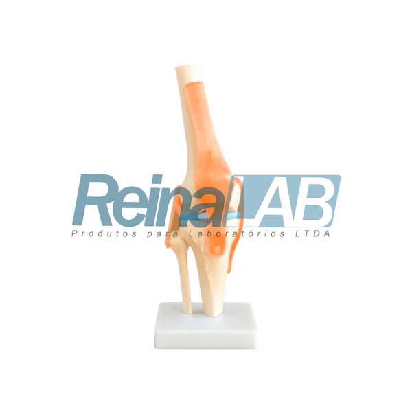 Modelo de Articulação do Joelho em Plástico PVC com Ligamentos Flexíveis - Tam. Real
