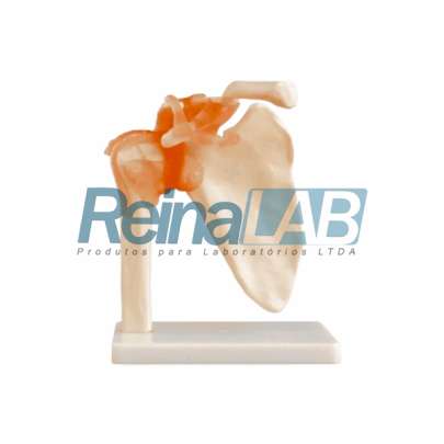 Modelo de Articulação do Ombro em Plástico PVC com Ligamentos Flexíveis - Tam. Real