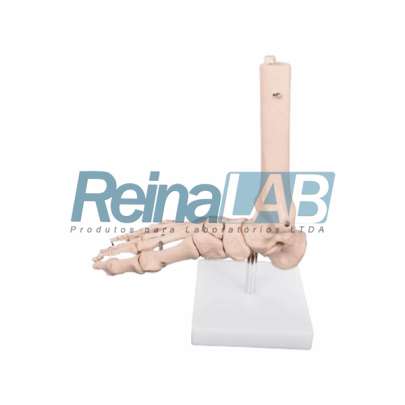 Modelo de Articulação do Pé em Plástico PVC com Base - Tam. Real