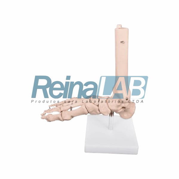 Modelo de Articulação do Pé em Plástico PVC com Base - Tam. Real