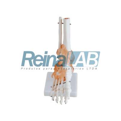 Modelo de Articulação do Pe em Plástico PVC com Ligamentos Flexíveis - Tam. Real