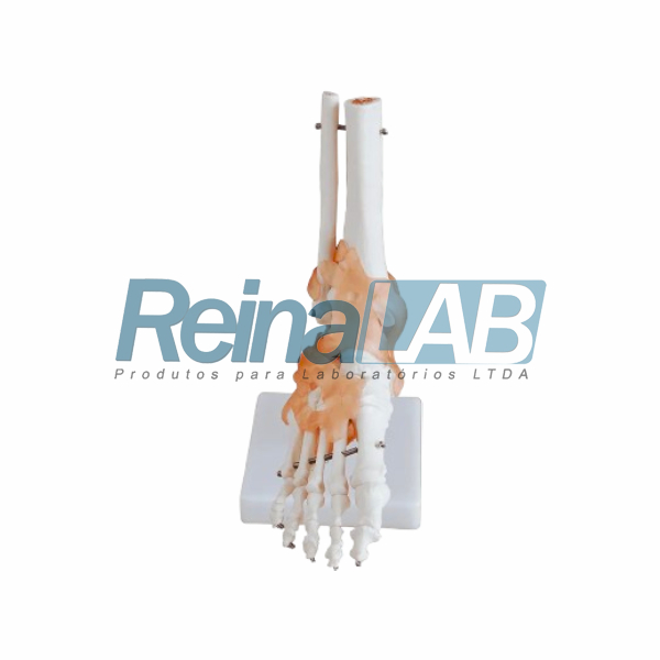 Modelo de Articulação do Pe em Plástico PVC com Ligamentos Flexíveis - Tam. Real