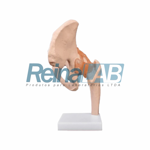 Modelo de Articulação do Quadril em Plástico PVC com Ligamentos Flexíveis - Tam. Real