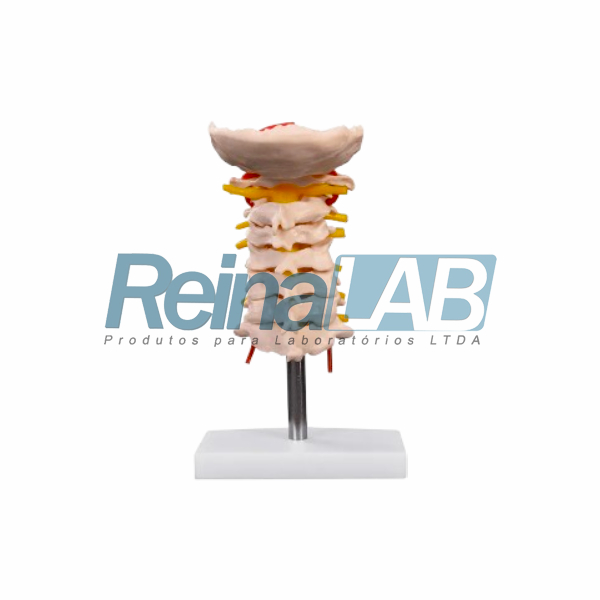 Modelo de Coluna Cervical - Imagem 2