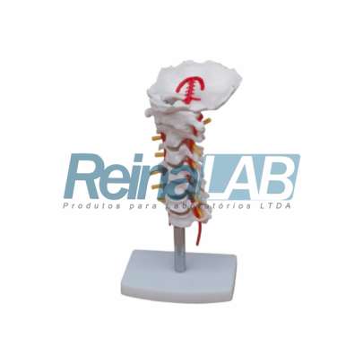 Modelo de Coluna Cervical