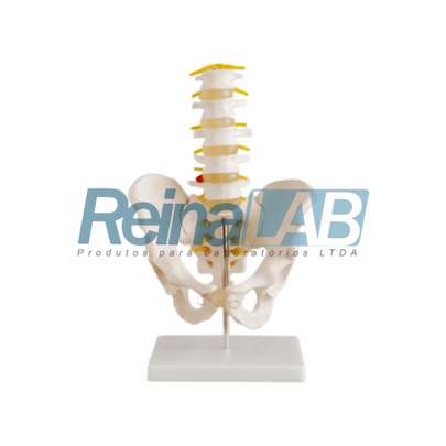 Modelo de Coluna Lombar com Quadril e Pélvis