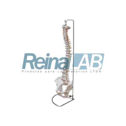 Modelo de Coluna Vertebral Completa