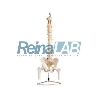 Modelo de Coluna Vertebral Completa com Ossos da Pélvis e Cabeça do Fêmur
