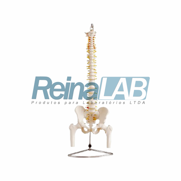 Modelo de Coluna Vertebral Completa com Ossos da Pélvis e Cabeça do Fêmur