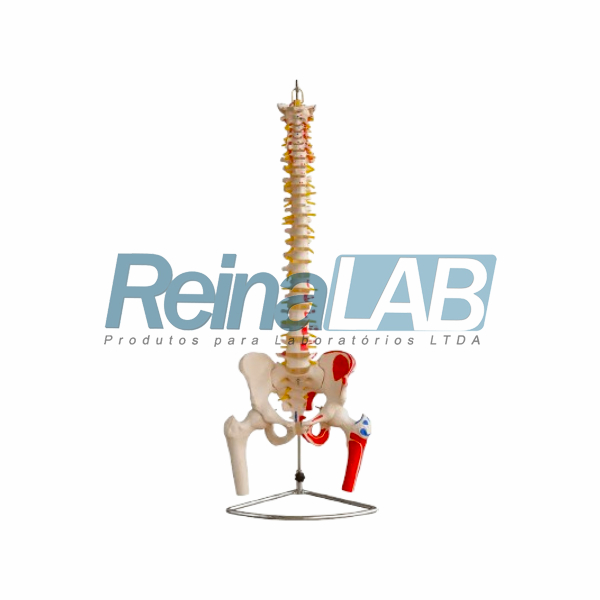 Modelo de Coluna Vertebral Completa com Ossos da Pélvis e Cabeça do Fêmur