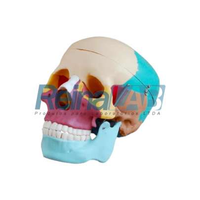Modelo de Crânio Humano Adulto Colorido