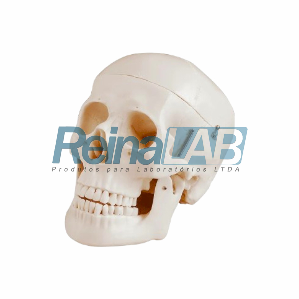 Modelo de Crânio Humano Adulto Deluxe com Mandíbula Móvel (03 Partes)