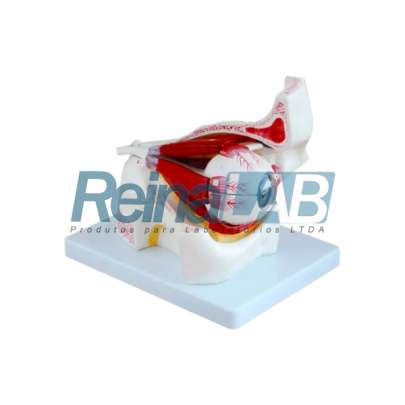 Modelo de Globo Ocular Desmontável e Ampliado em 10 Partes