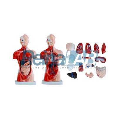 Modelo de Mini Torso Assexuado Desmontável em 15 Partes - Tam. 26cm.