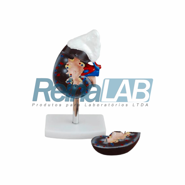 Modelo de Rim com Glândula Supra-Renal Desmontável em 2 Partes - Tam. Natural - Imagem 2