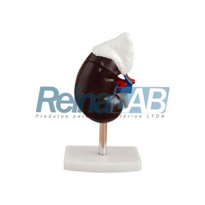 Modelo de Rim com Glândula Supra-Renal Desmontável em 2 Partes - Tam. Natural