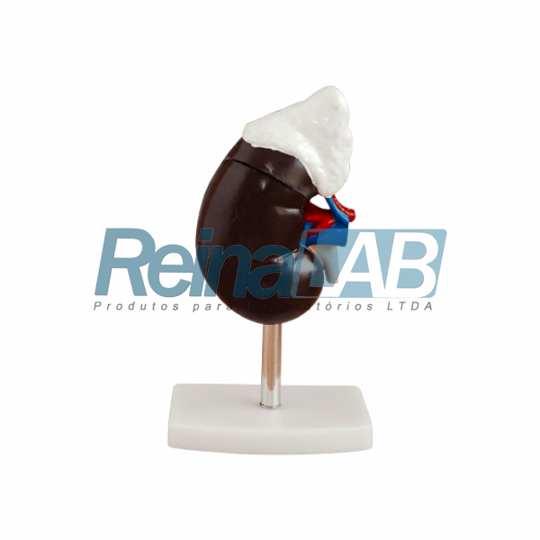 Modelo de Rim com Glândula Supra-Renal Desmontável em 2 Partes - Tam. Natural