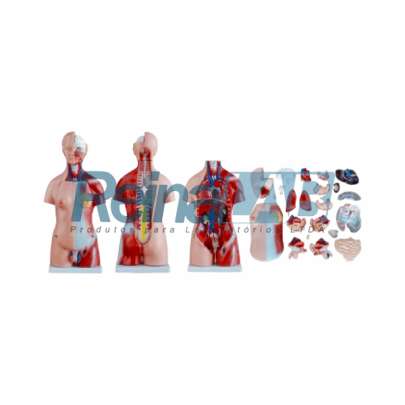 Modelo de Torso Assexuado - Tam. 85cm.