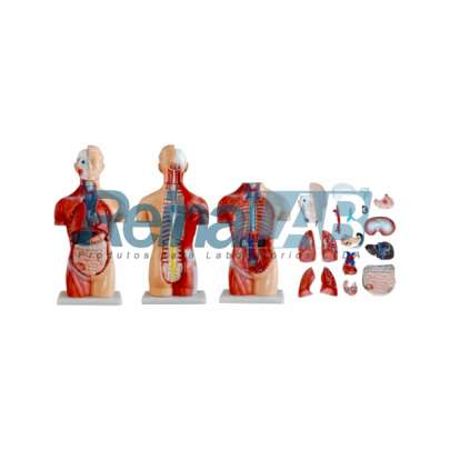 Modelo de Torso Assexuado Desmontável em 18 Partes - Tam. 42cm.