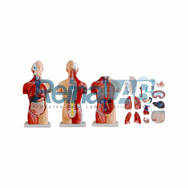 Modelo de Torso Assexuado Desmontável em 18 Partes - Tam. 42cm.
