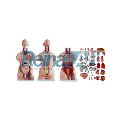 Modelo de Torso Bissexuado Desmontável - Tam. 85cm.
