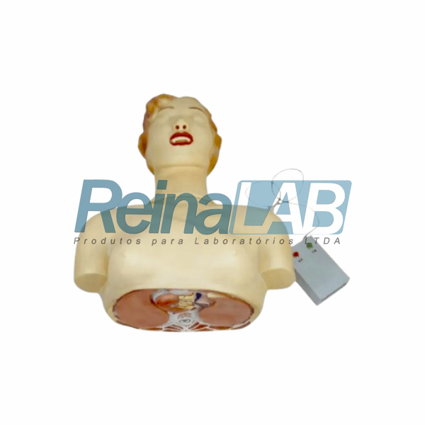 Modelo de Torso para Treinamento Básico de RCP - Tam. Natural