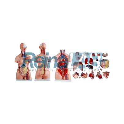 Modelo de Torso Unissex Desmontável em 23 Partes - Tam. 85cm.